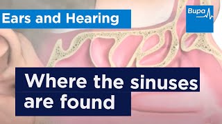 Where the sinuses are found  Bupa Health [upl. by Ahsekyt]