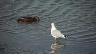 Ring billed Gull walking [upl. by Lezned831]