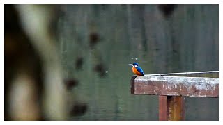 Alcedo atthis der Eisvogel am Steg [upl. by Goodard]