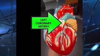 small heart model review for anatomy practical exam [upl. by Ardnu770]