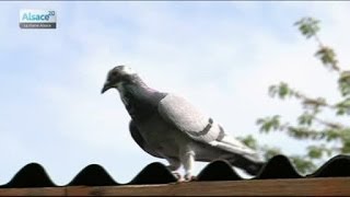 Les pigeons athlètes des temps modernes [upl. by Ricketts]