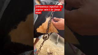 Intravenous injection in jugular vein l dr Umar khan [upl. by Afrika953]