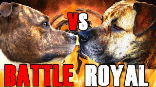 Pitbull vs Boerboel  Boerboel vs Pitbull  Powerful guard dog  Billa Boyka [upl. by Fawcett4]