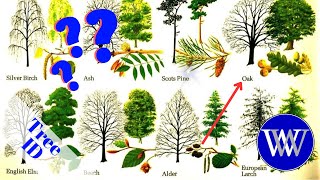 How To Identify A Tree Lets Go For A Walk [upl. by Lirrad]