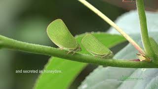 Coneheaded Planthoppers Acanalonia conica on Passion Flower [upl. by Materi]