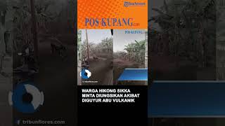 Warga Hikong Sikka Minta Diungsikan Akibat Diguyur Abu Vulkanik Gunung Lewotobi lakilaki [upl. by Whyte]