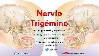 Anatomía  Nervio Trigémino Ganglios Ramos Oftálmico Maxilar y Mandibular [upl. by Quiteri613]