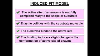 Inducedfit Model [upl. by Hevak]