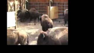 Yellowstone Wild Buffalo Slaughter [upl. by Chere597]