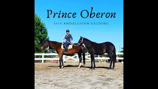 SOLD Prince Oberon  Andalusian Horse [upl. by Falcone]