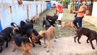 Dog breeder opens all the dogs in his kennel together [upl. by Napra]