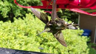 Praying Mantis Eats Hummingbird [upl. by Adliwa]