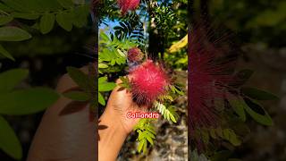 Calliandra  red powder puffplant trending plants shorts viralshort gardening ytshots short [upl. by Wyck]