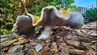 Wine cap mushrooms  king stropharia Stropharia rugosoannulata or garden giants 30 September 2023 [upl. by Barstow]