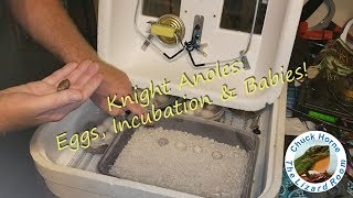 Knight Anoles Eggs Incubation amp Hatchling Care [upl. by Eissak]