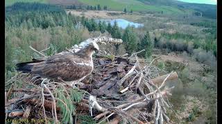 Llyn Clywedog 1 Osprey Nestā€ļø¸150424 [upl. by Laundes]