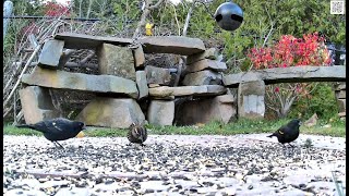 3 RedWinged Blackbirds Quispamsis [upl. by Nolitta]