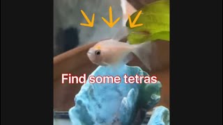 Buying some tetras [upl. by Magen]