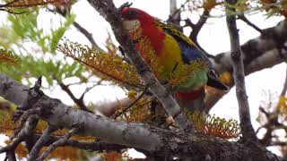 Eastern Rosella Singing I Eastern Rosella Call I Australian Native Bird [upl. by Rianna]