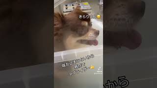 気管支炎のきらりさん😅なかなか咳が止まらないので病院でネブライザーをしてもらいました😅良くなるといいね👍 [upl. by Nnyleuqaj925]