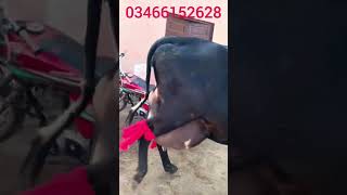 We want to show this vide to the Girlando cow lover people girlando cow [upl. by Arymat]