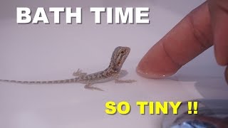 How To Give A Baby Bearded Dragon A Bath  Tips On Bearded Dragon Care [upl. by Alyled256]