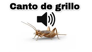 Canto de grillo  Efecto de sonido [upl. by Aihtnyc]