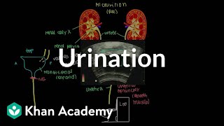 Urinary Stoma Catheterization [upl. by Cello]