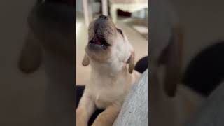 OMG This Lab puppy crying is too much ❤️ shorts tiktokpuppy cutepuppies [upl. by Panther]