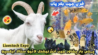 Free Goats By Livestock Department KP 😍 Milk Machine  International Livestock Expo In Peshawar 2023 [upl. by Virg]