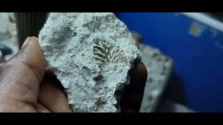 MARINE FOSSILS FROM TECTONICALLY UPLIFTED CAROL REEF [upl. by Leanor]