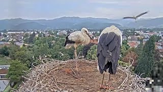 Erster Flug eines jungen Storchs Storchennest Kirchzarten am 2 Juli 2023 [upl. by Winou600]