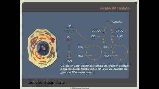 Biodoen  aërobe dissimilatie 1 van 8 [upl. by Antonin]