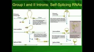 Spliceosome Assembly and Splicing of mRNA [upl. by Enelad]