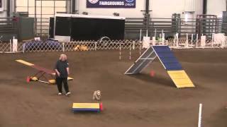 Lakeland Terrier  Agility  Cassidy [upl. by Aihpos550]