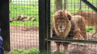 Whipsnade Zoo Keeper for a Day [upl. by Kelbee]