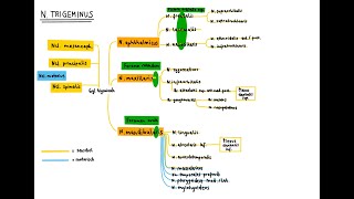 Nervus trigeminus Song [upl. by Mullen]