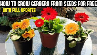 How To Grow Gerbera From Seeds For Free  FULL INFORMATION [upl. by Cramer]