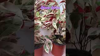 🪴😧Chinese Croton youtubeshorts shortsfeed ytshorts croton plants garden houseplant [upl. by Carie711]