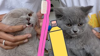 Cat and Kitten Brushing Teeth British Short Hair FUNNY [upl. by Emerej604]