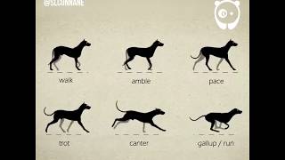 How dogs move by Stephen Cunnane [upl. by Leifer]