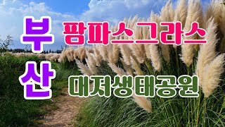 부산 팜파스그라스 대저생태공원 [upl. by Jonina]