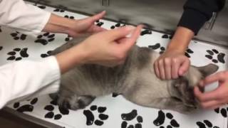 Constipation in a cat with megacolon How to monitor treat and care for your cat at home [upl. by Jaehne]