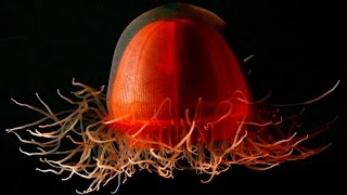 Top 10 Most Beautiful Jellyfish In The World [upl. by Saunders]