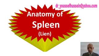 1 Spleen  Surface anatomy  Relations  Ligaments  Rupture  Splenomegaly  anatomical position [upl. by Niatsirt]