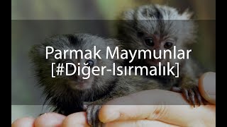 Diğer  Parmak Maymunlar [upl. by Elliot]