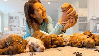 14 New Goldendoodle Puppies Born [upl. by Goebel503]