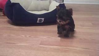 TEACUP YORKIE PUPPIE available for purchaseAKC quotJULIETquot will only be 152 pounds fully grown [upl. by Naveb]