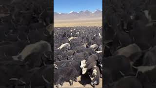 Herd of cattle release from nomad cattle pen to steppe [upl. by Arraek]