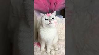 Do you like me 🤣🤣 cat cat funny shorts [upl. by Iggie534]